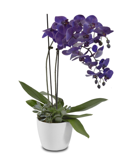 ORCHID AND SUCCULENT GARDEN