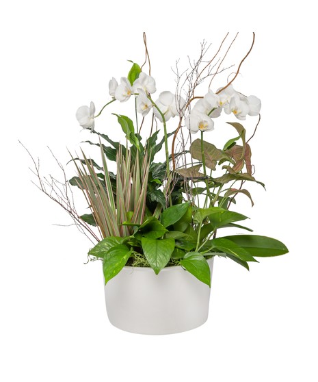 SERENITY DISH GARDEN