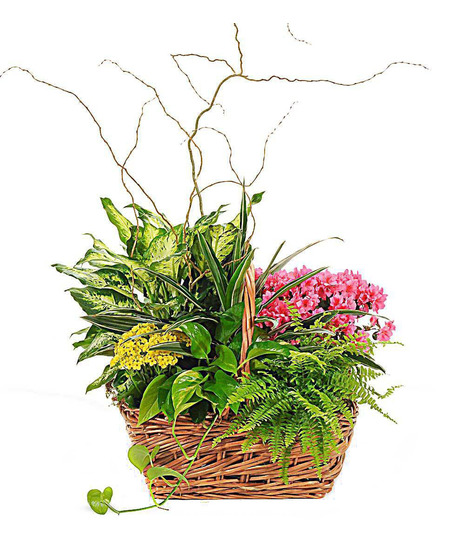 Traditional Mix Green & Blooming Basket