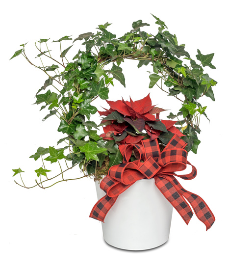 A festive Poinsettia Ivy Ring in a white container. Vibrant red poinsettia surrounded by a hoop of green ivy, accented with a winter bow. Elegant holiday decor.