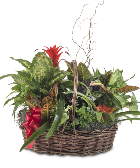 Tropical Fusion Bromeliad