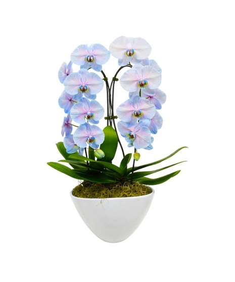 PHALAENOPSIS ORCHIDS