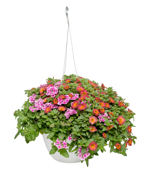 Amish Grown Hanging Baskets