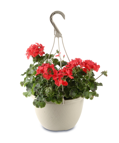 flowering hanging baskets assortment with petunias geraniums and lantana