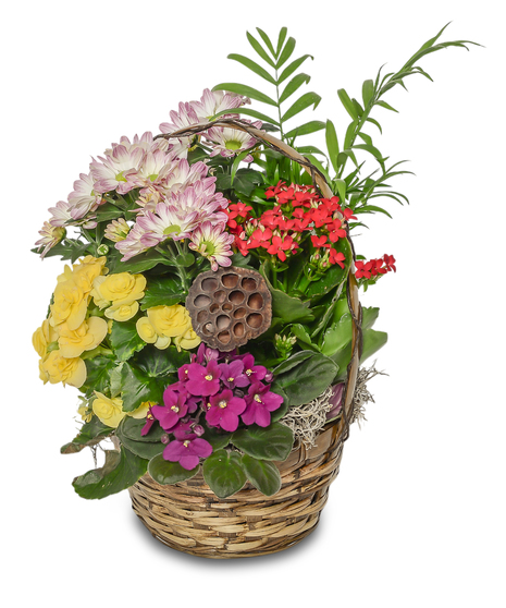 Blooming Baskets