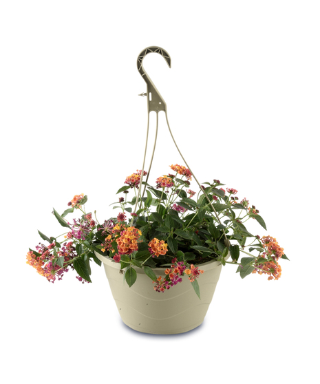 flowering hanging baskets assortment with petunias geraniums and lantana