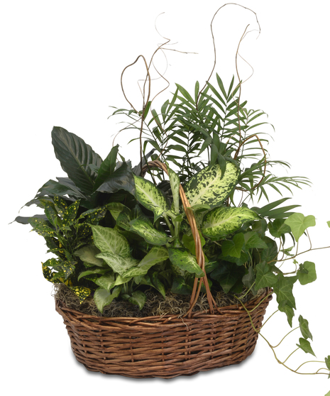 Peace Lily with Green Plants