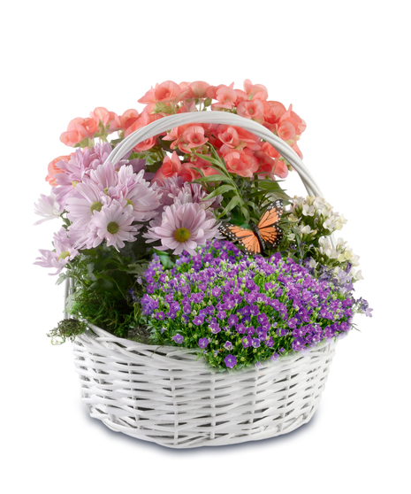 blooming indoor plant basket with bright colors.