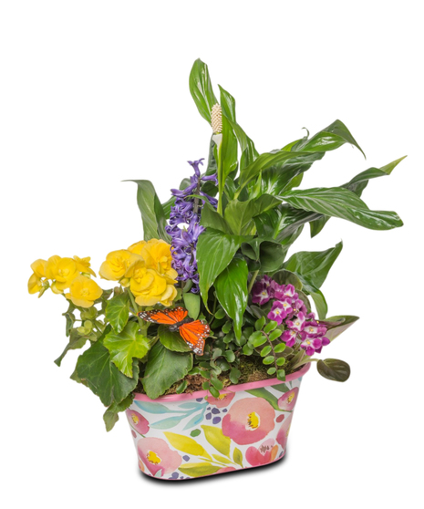 A colorful spring planter with yellow begonias, purple hyacinth, greenery, and a butterfly in a floral-painted ceramic container.