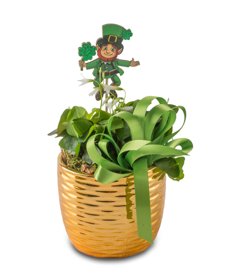 Green shamrock plant with white blooms in a gold ceramic pot, accented with a green bow and leprechaun pick for St. Patrick’s Day décor.