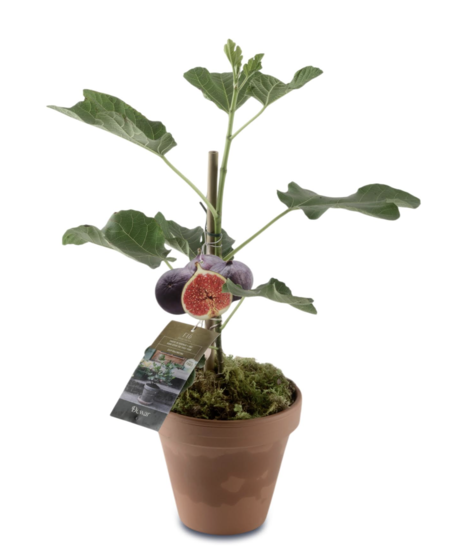 April Plant of the Month: Fig Plant