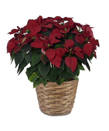 Extra Large Poinsettia in a 10 Inch diameter pot