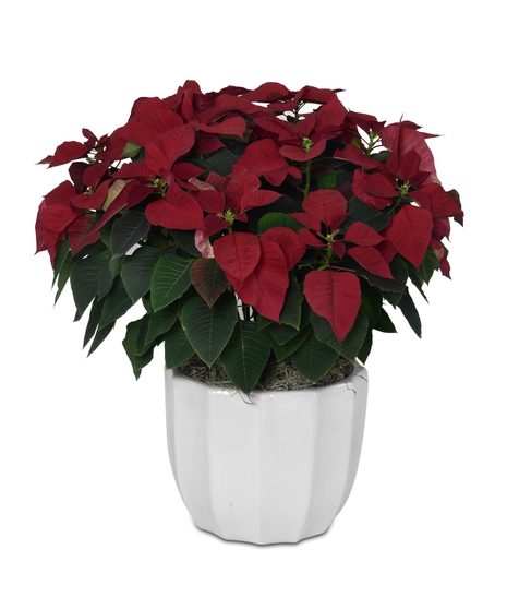 Image showing a vibrant Large Poinsettia in a 10