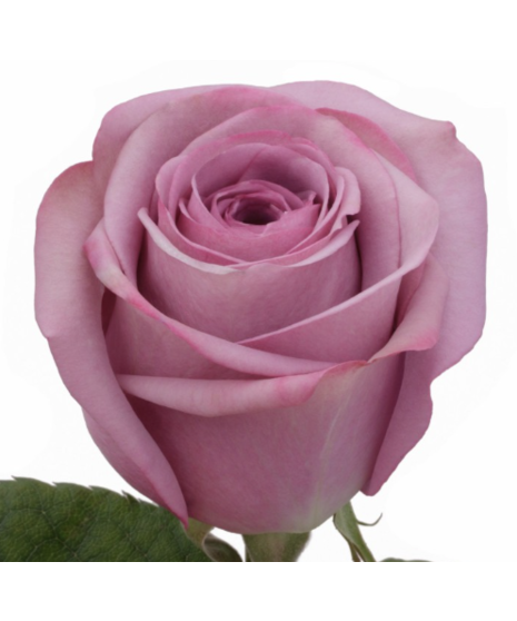 Single Rose Handheld Posy: A graceful bouquet featuring a single rose, nestled in lush greenery, and adorned with ivory ribbon