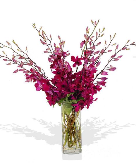 Dendrobium Daydreams