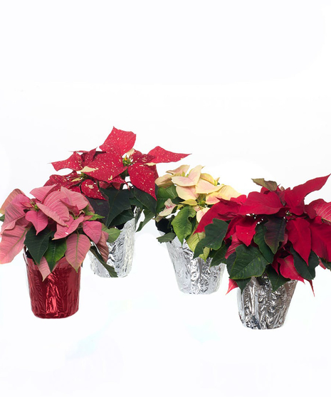 Small Poinsettias in 4 inch diameter pot