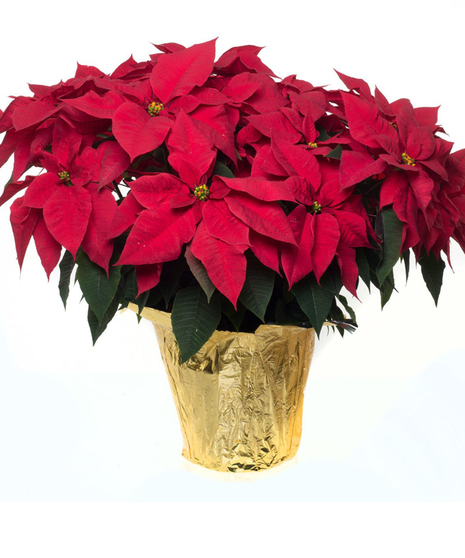 Image showing a vibrant Large Poinsettia in a 10