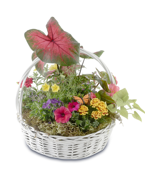 Colorful plantable garden basket with blooming annual flowers, greenery, and butterfly accent in a white handled basket, designed for transplanting outdoors
