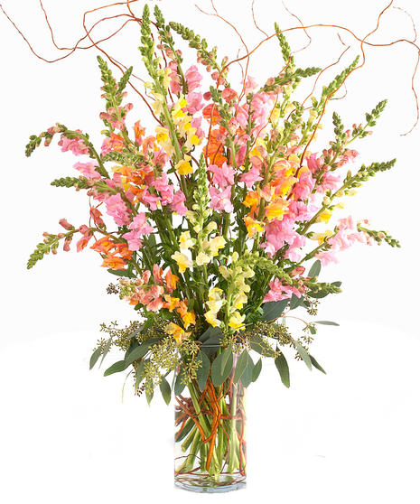 Walter Knoll Florist Fresh Cut Snapdragons Bouquet