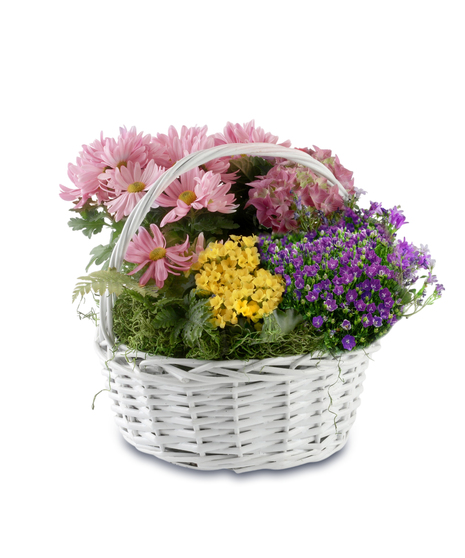 blooming indoor plant basket with bright colors.