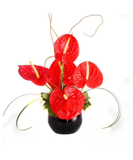 Vibrant red Anthurium blooms arranged in a chic black glass bubble bowl vase.