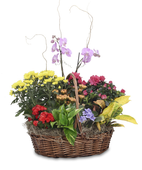 Vivid Euro Garden Basket