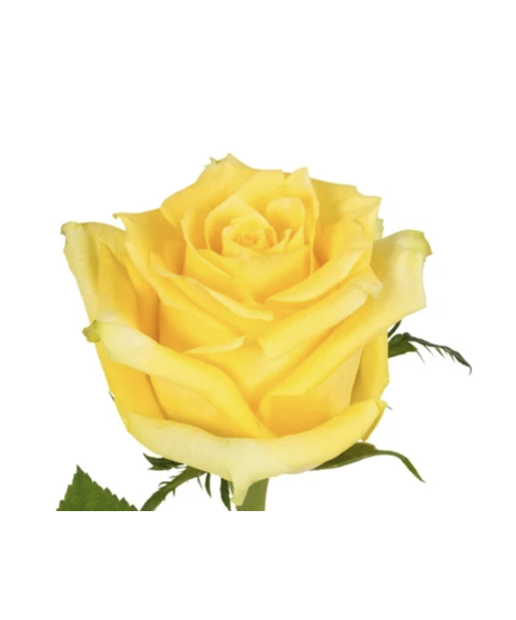 Single Rose Handheld Posy: A graceful bouquet featuring a single rose, nestled in lush greenery, and adorned with ivory ribbon