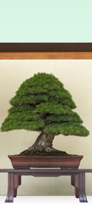 Photo of a Bonsai Tree