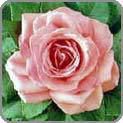 Dark Pink Rose