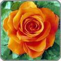 Orange Rose