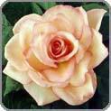 Pale Pink Rose