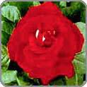 Red Rose