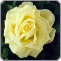 White Rose