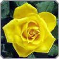 Yellow Rose